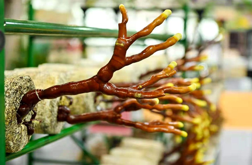 ��չ��¹���`֥�����k�����D