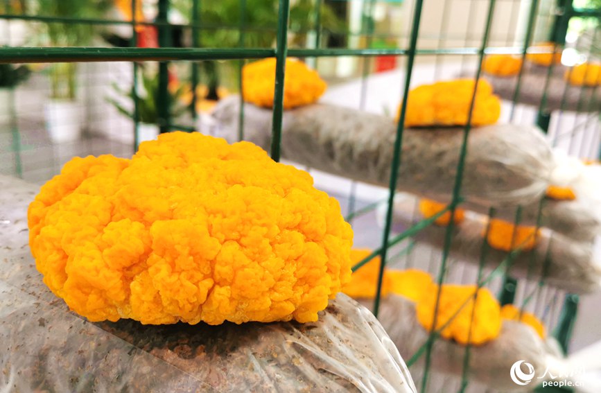 ��������չ���Ľ��������W(w��ng) ��ӯ�z