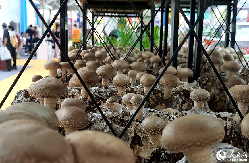 չ������е�ʳ�þ�������W(w��ng) ��ӯ�z