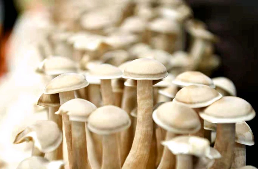 չ��(hu��)�ϸ�ʽ���ӵ�ʳ�þ������k�����D