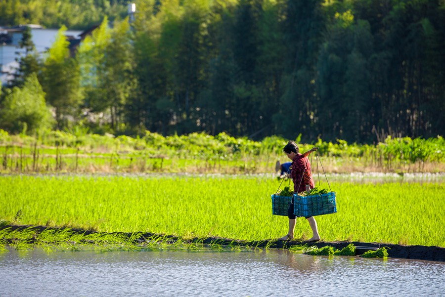 ���������gæµ��κ�l(f��)�ɔz