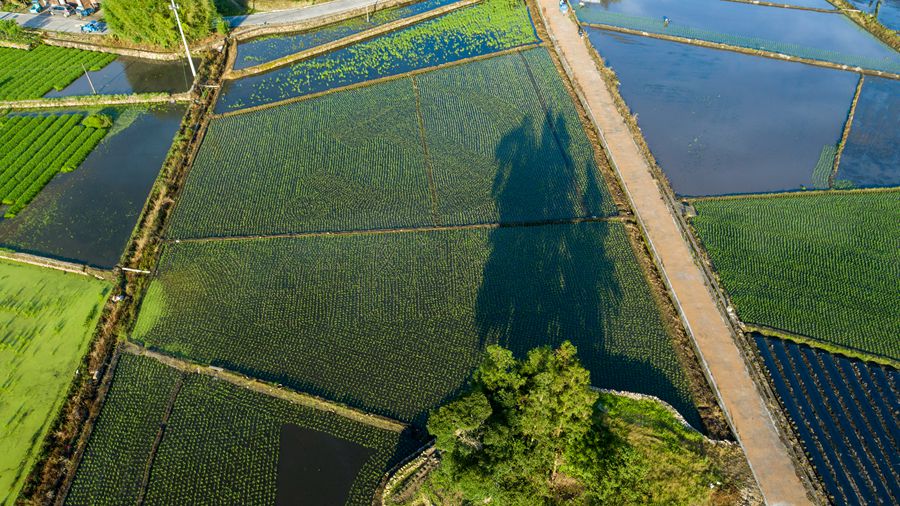 ���h�յ��ȫ���D��κ�l(f��)�ɔz