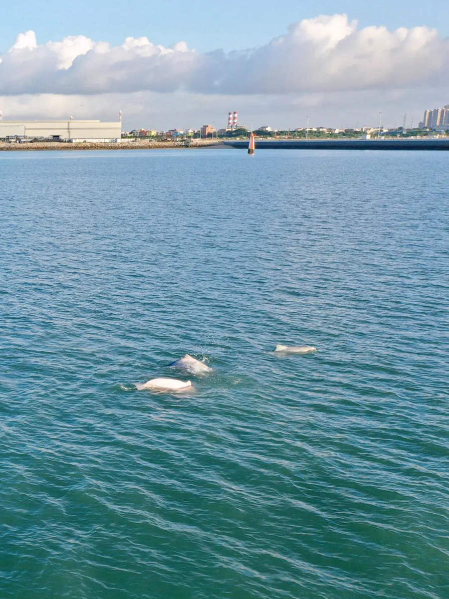 ����̫����һȺ���A�׺����ڸ����B�T����������