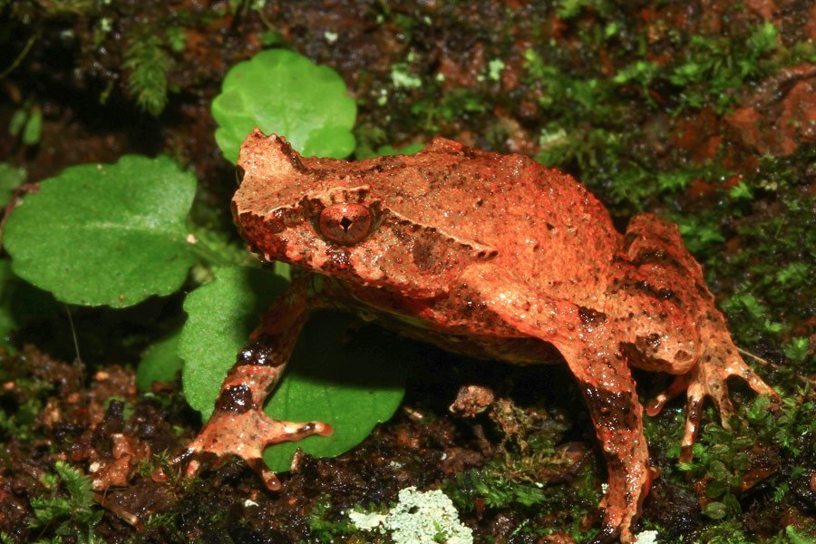 �����󸡣����ɽ��(gu��)�ҹ��@���бO(ji��n)�y(c��)���Ĺ��D