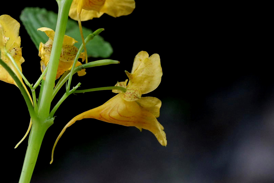 �����P�ɻ�������ɽ���ҹ��@���бO(ji��n)�y���Ĺ��D