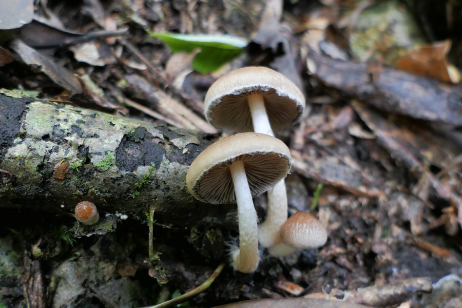 �������ҹ�������ɽ���ҹ��@���бO(ji��n)�y���Ĺ��D