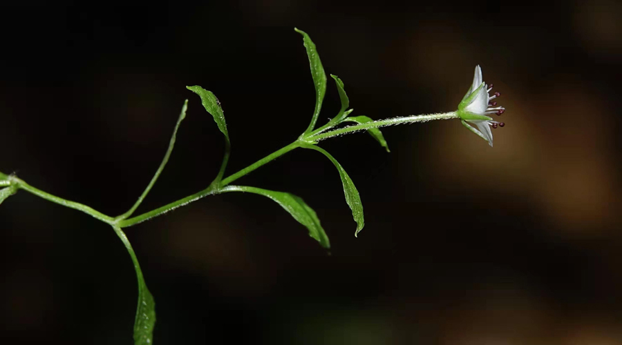 ���ĺ�����������ɽ��(gu��)�ҹ��@���бO(ji��n)�y(c��)���Ĺ��D