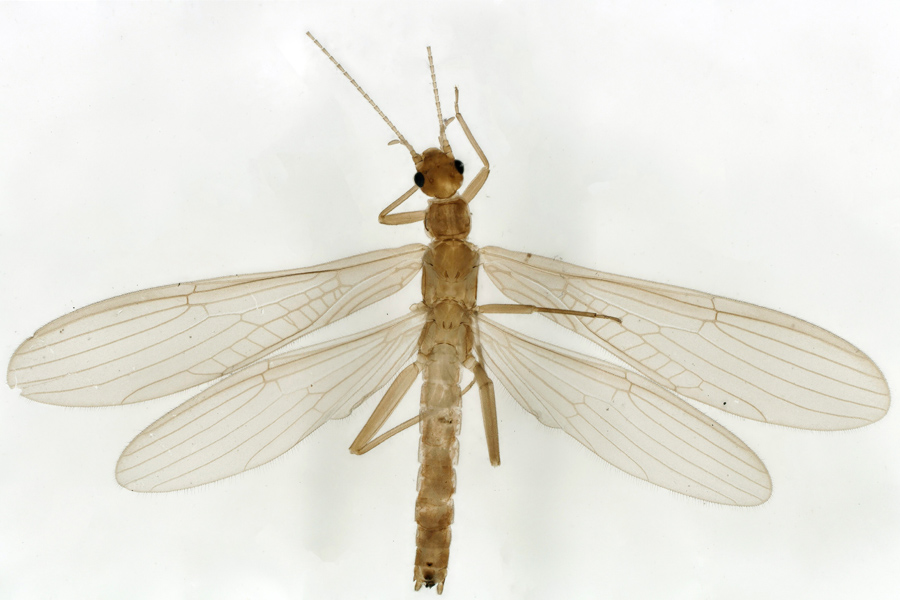 ����ɽ�Z�H������ɽ���ҹ��@���бO(ji��n)�y���Ĺ��D