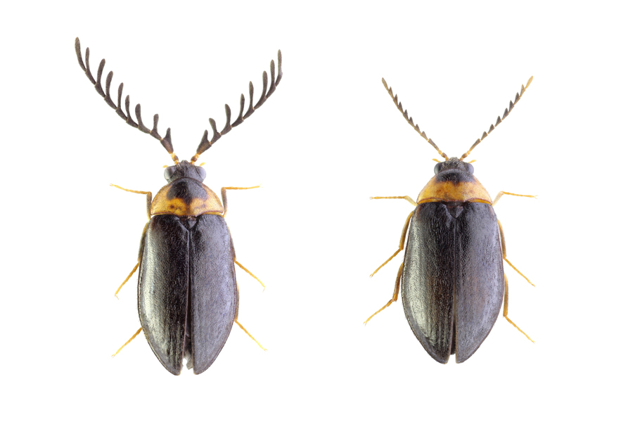 ����ɽë���������ɽ���ҹ��@���бO(ji��n)�y���Ĺ��D