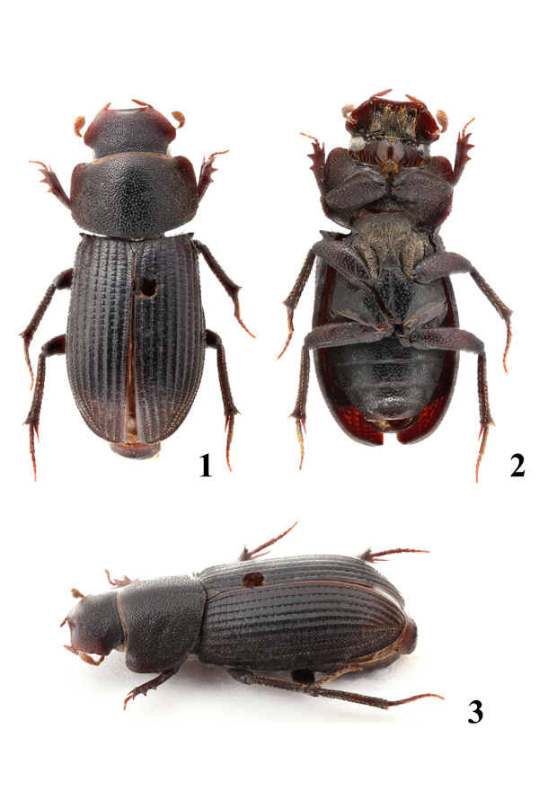 �o�����ݽ���������ɽ���ҹ��@���бO(ji��n)�y���Ĺ��D