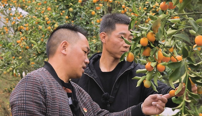 羅世茂（左一）為采購商介紹尤溪金柑。