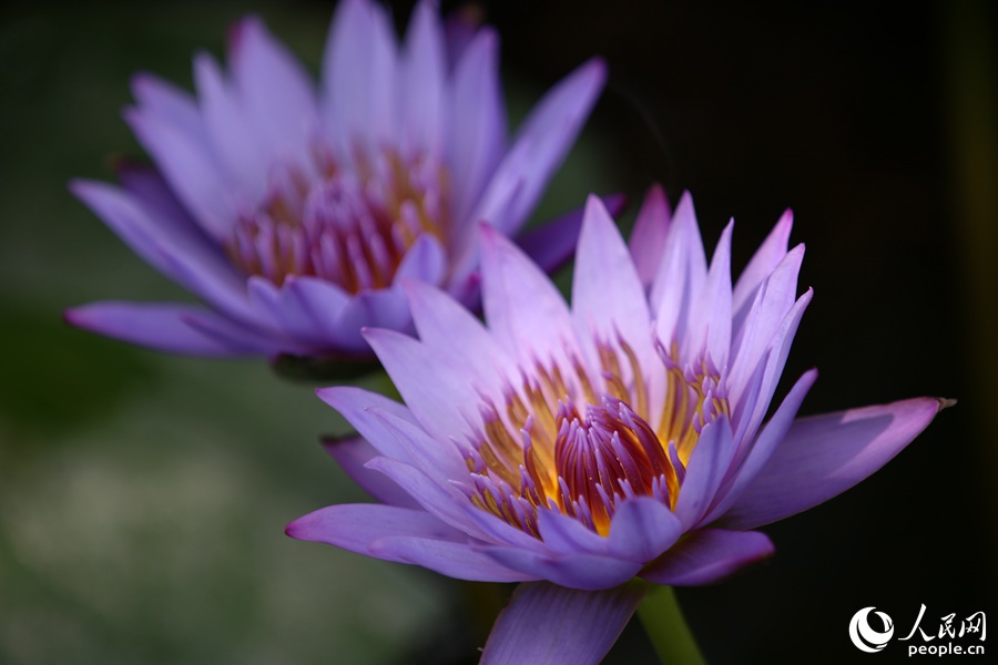 �B�T�������@˯ɏ�`�š�����W(w��ng) ꐲ��z