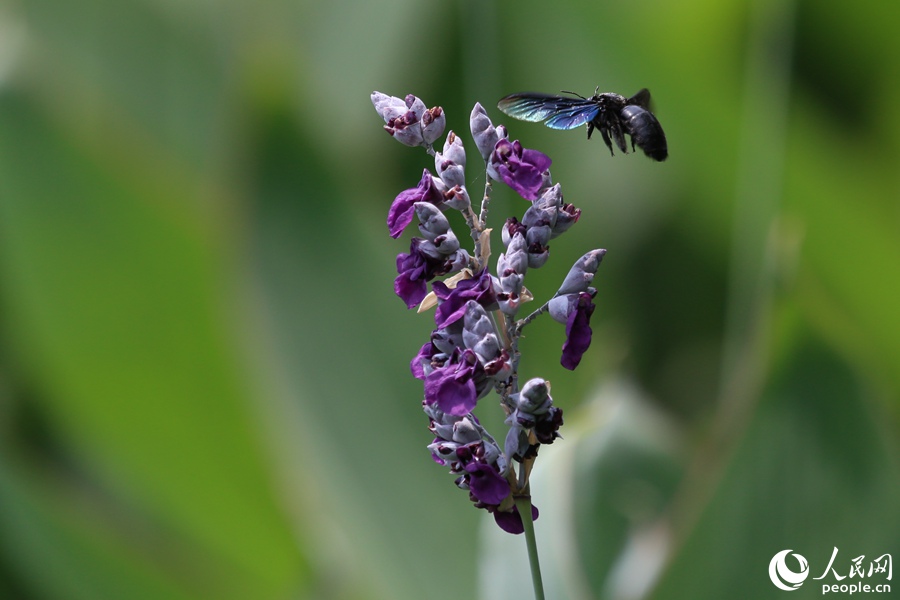 �徉������ľ���ڻ����С�������������W(w��ng) ꐲ��z