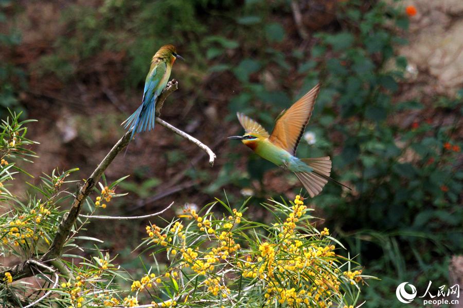 �����仢��֦�^�ґ���[������W(w��ng) ꐲ��z