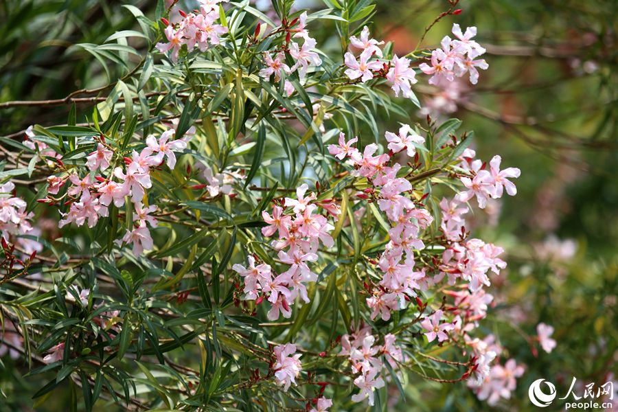 ����ɽ���@��(n��i)������ɫ�ĊA�����S�L�u�[��ɢ�l(f��)������������W(w��ng) ꐲ��z