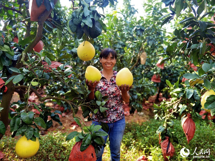 金秋時(shí)節(jié)，漳州平和蜜柚豐收，果農(nóng)笑開(kāi)顏。人民網(wǎng) 蘇海森攝
