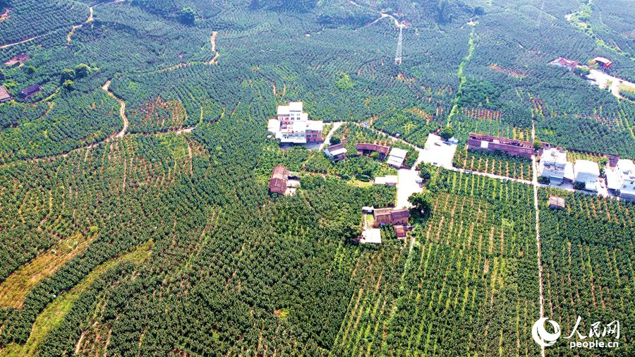 漳州平和“柚海”景觀。人民網(wǎng) 蘇海森攝