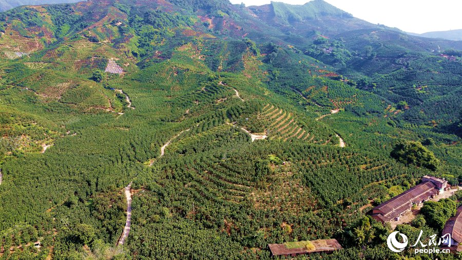 漳州平和“柚?！本坝^。人民網(wǎng) 蘇海森攝