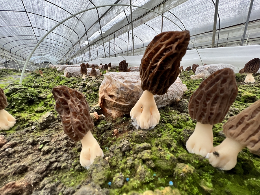 大棚中的羊肚菌破土而出，樣子格外好看。林晶晶攝