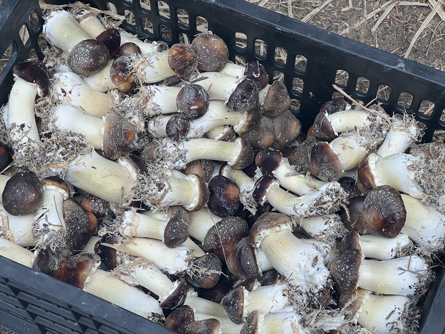 蓋洋鄉(xiāng)2022年引進(jìn)新品種食用菌——赤松茸。陳爽攝