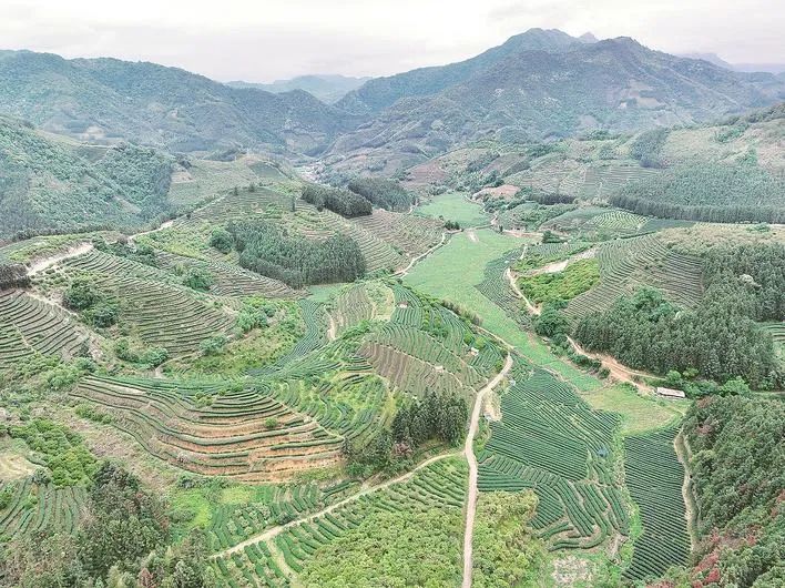 尤溪縣臺(tái)溪鄉(xiāng)茶山一角。三明市融媒體中心供圖