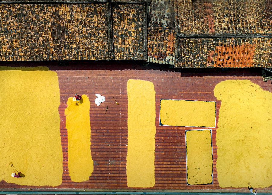 莆田市仙游縣榜頭鎮(zhèn)的農(nóng)民“曬秋”忙。鄭金相攝