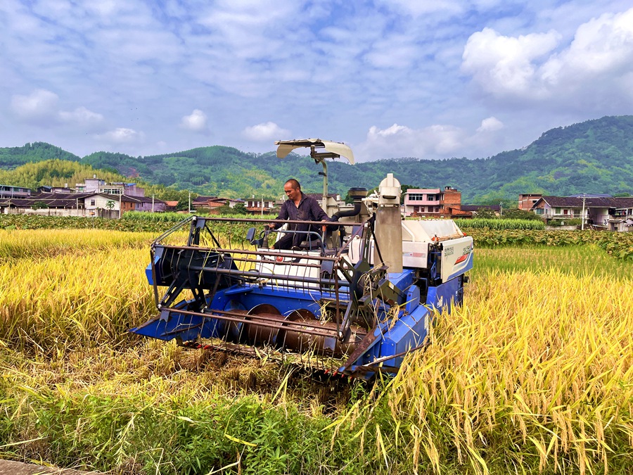 福州市永泰縣嵩口鎮(zhèn)鄒湖村機(jī)械化收割奏響稻田“豐收曲”。永泰縣委宣傳部供圖