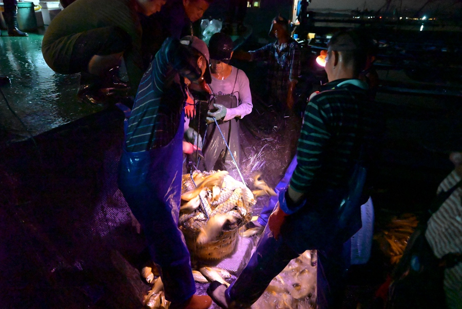 寧德市蕉城區(qū)三都澳海域，漁民夜捕大黃魚。阮傳龍攝