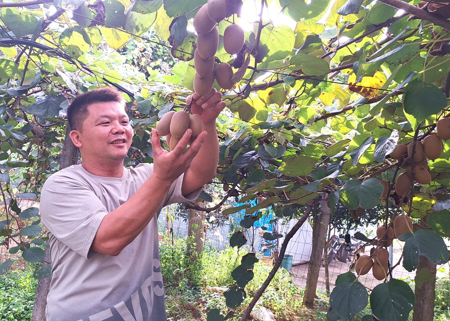 南平邵武市城郊鎮(zhèn)獼猴桃喜獲豐收。陳春花攝