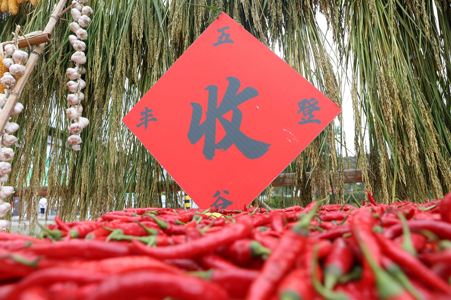 三明市泰寧縣下渠鎮(zhèn)村民曬辣椒，紅紅火火慶豐收。熊明歡攝