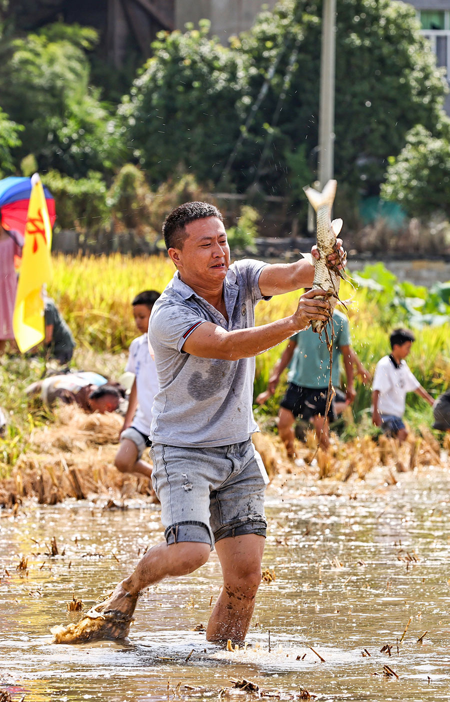 9月23日，三明寧化縣舉辦河龍貢米豐收慶?；顒?dòng)，現(xiàn)場(chǎng)舉行的水塘抓魚(yú)競(jìng)賽體驗(yàn)活動(dòng)熱鬧非凡。黃尉峰攝