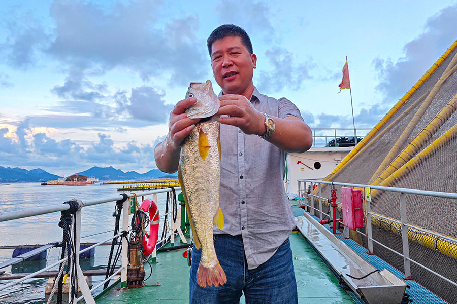 9月18日，位于福州連江縣的深遠(yuǎn)海養(yǎng)殖平臺(tái) “定海灣1號(hào)” 仿野生方式養(yǎng)殖出來(lái)的大黃魚(yú)各個(gè)身型碩大。孫興順攝