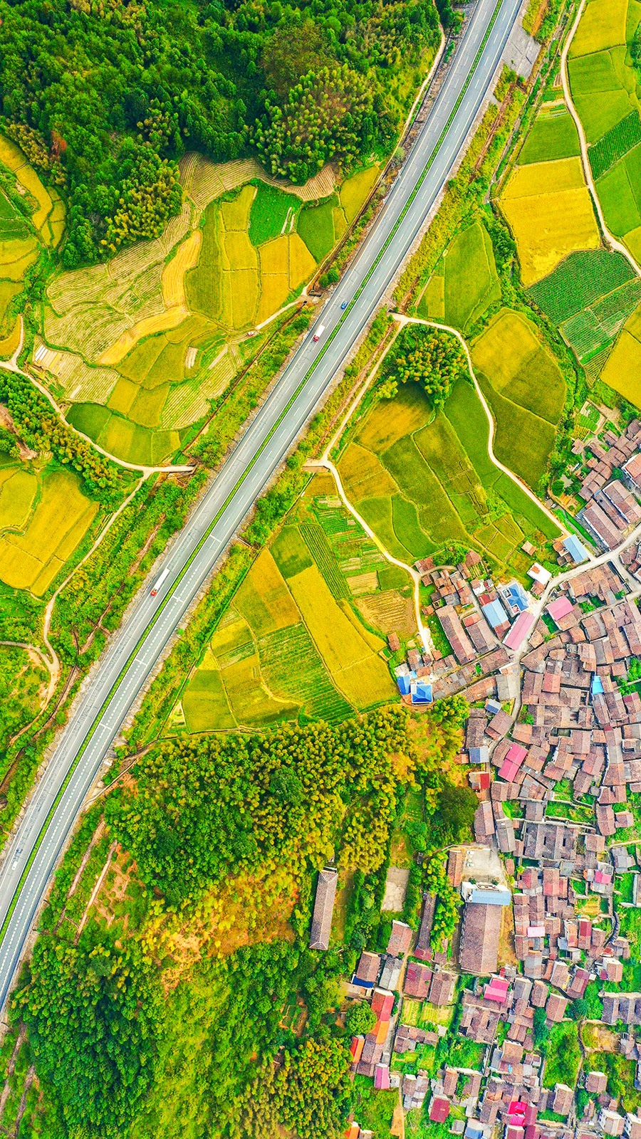 9月26日，南平邵武市大埠崗鎮(zhèn)，一條公路穿過(guò)金色的稻田。王冬斌攝