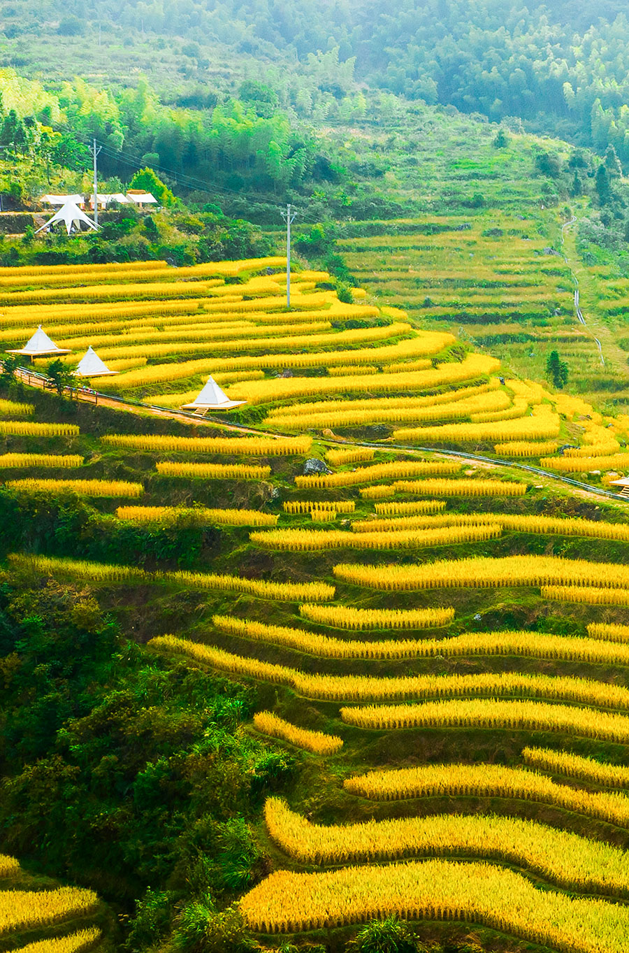10月2日，龍巖長(zhǎng)汀縣童坊肖嶺梯田迎來(lái)一年中最美的豐收季。上官毅清攝