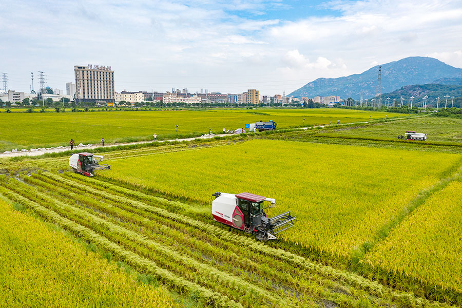 8月22日，福州長(zhǎng)樂(lè)江田鎮(zhèn)水稻田里，2023年8月22日，福州長(zhǎng)樂(lè)江田鎮(zhèn)水稻田里，稻穗被收割機(jī)不斷“收入囊中”。姜亮攝
