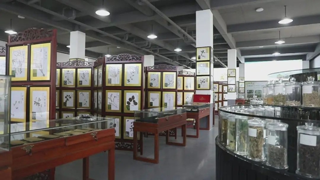 中草藥展覽區(qū)。永泰縣融媒體中心供圖