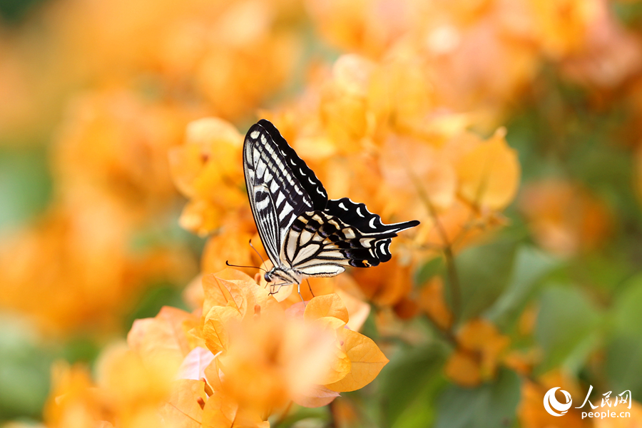各色蝴蝶在花海中飛舞。人民網(wǎng)記者 陳博攝