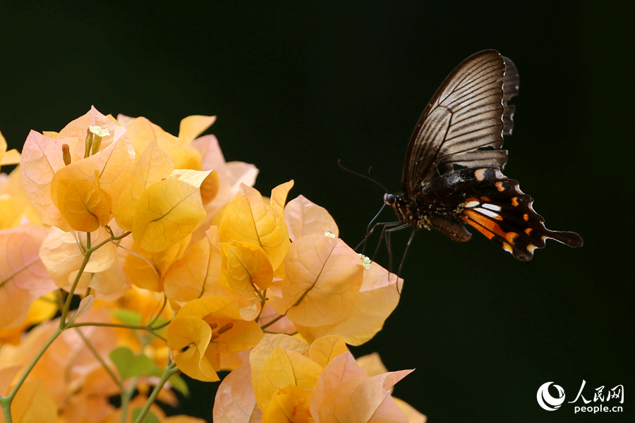 香檳色的三角梅花朵盡顯秋日美景。人民網(wǎng)記者 陳博攝