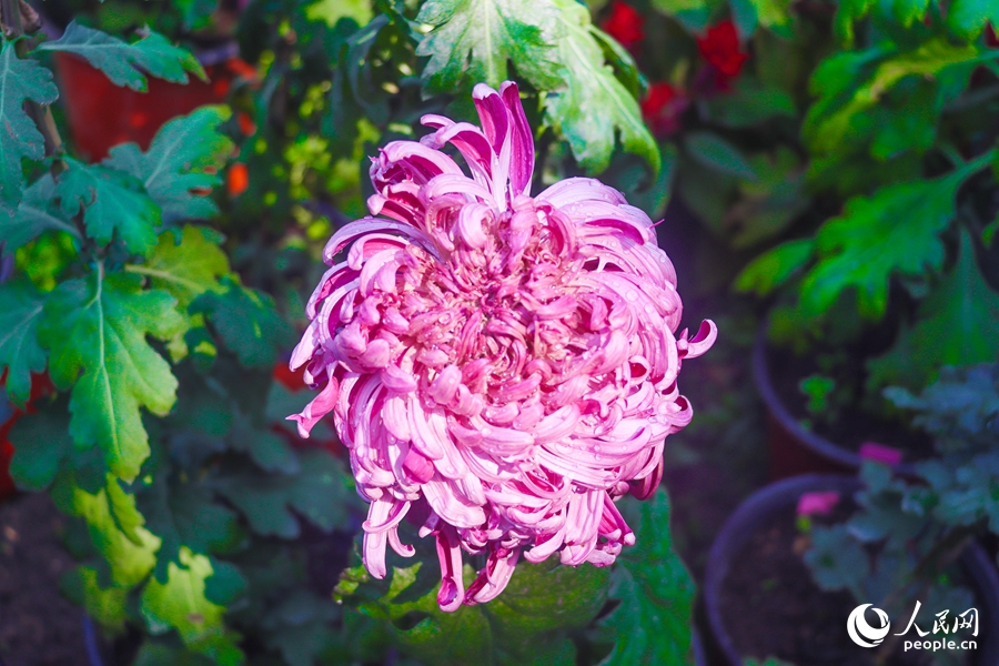 簇簇秋菊爭(zhēng)奇斗艷。人民網(wǎng)記者 林曉麗