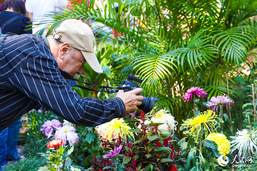 菊展也吸引了眾多攝影愛(ài)好者。人民網(wǎng)記者 焦艷攝