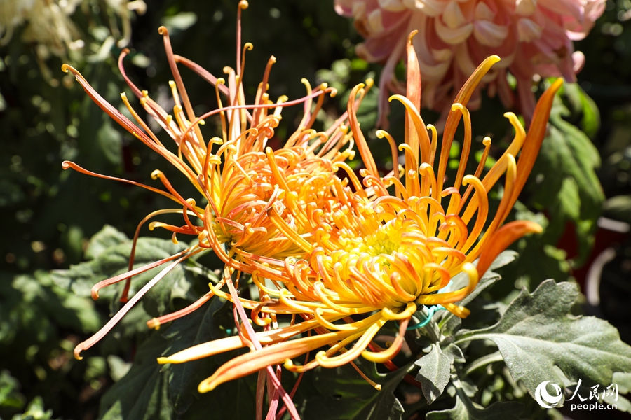 簇簇秋菊爭(zhēng)奇斗艷。人民網(wǎng)記者 焦艷攝