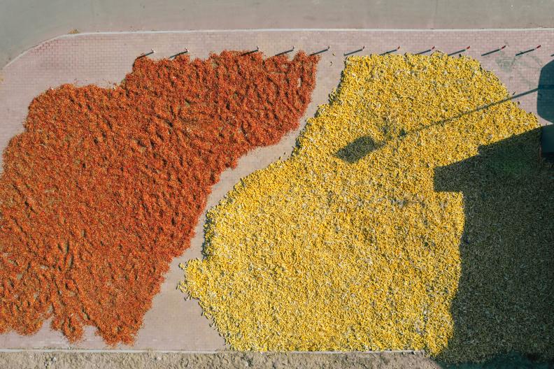 閩寧鎮(zhèn)居民晾曬種植物。王卿攝