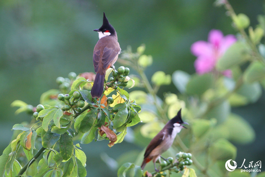 紅耳鵯在“美人樹”枝頭眺望。人民網(wǎng)記者 陳博攝