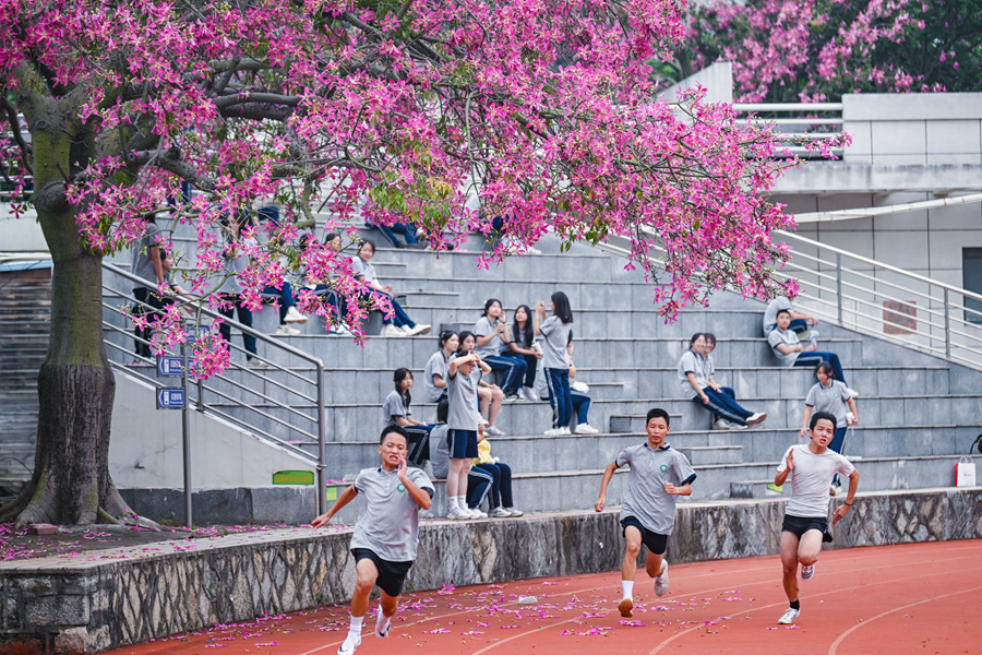 廈門六中體育場旁的美麗異木棉花開，共享青春的浪漫時光。林銘鴻攝