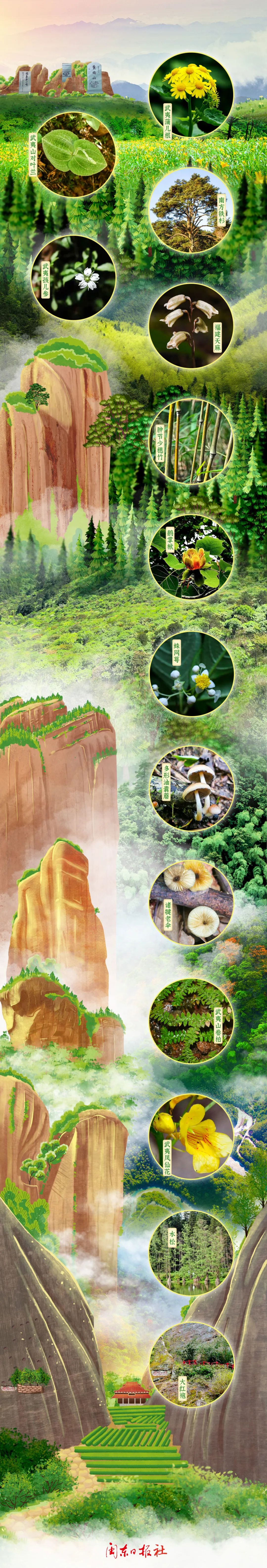 武夷山是珍稀、特有野生動(dòng)植物的基因庫。