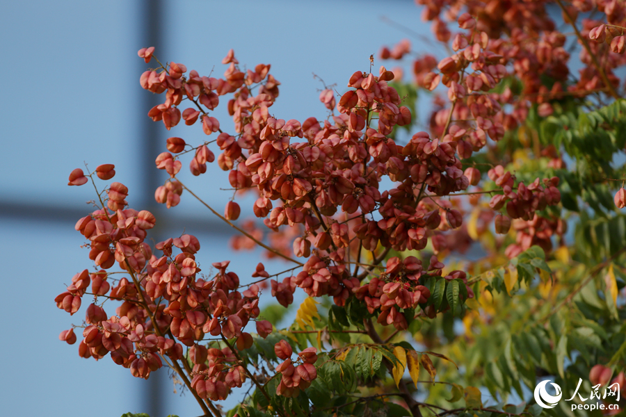 臺灣欒樹果實形似燈籠。人民網(wǎng)記者 陳博攝