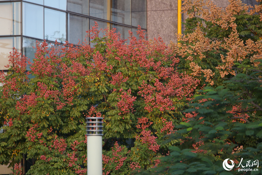 廈門市總工會旁的臺灣欒樹金紅果實掛枝頭。人民網(wǎng)記者 陳博攝