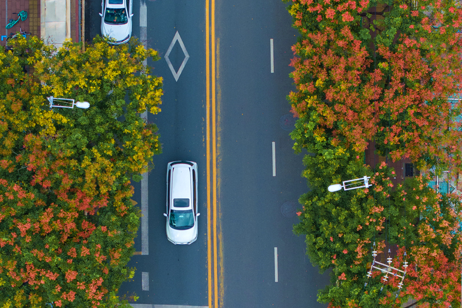 不同樹木的果實顏色存在差異性，各色果實拼湊出絢麗多彩的景致。許秋珩攝