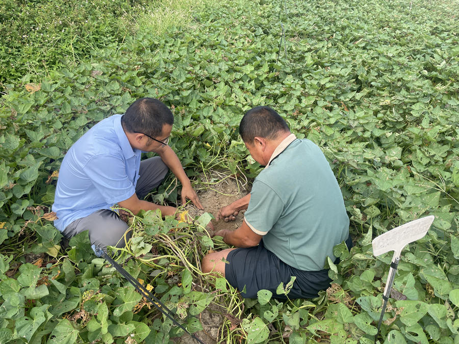 農(nóng)技人員黃永修指導(dǎo)農(nóng)戶黃國(guó)慶甘薯試驗(yàn)。張奕攝