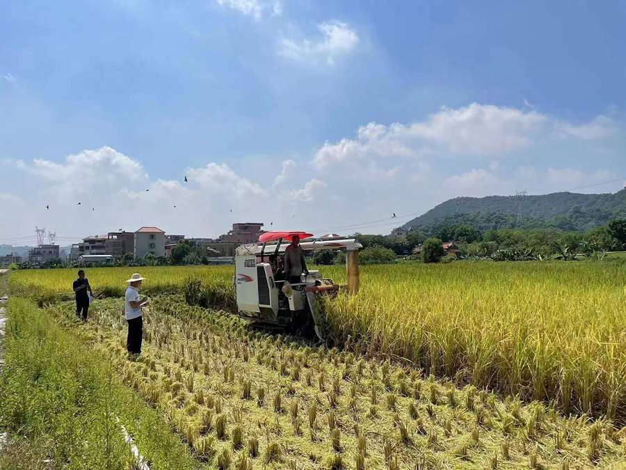 廈門市水稻機(jī)收減損技術(shù)培訓(xùn)和競(jìng)賽活動(dòng)。官菊虹攝